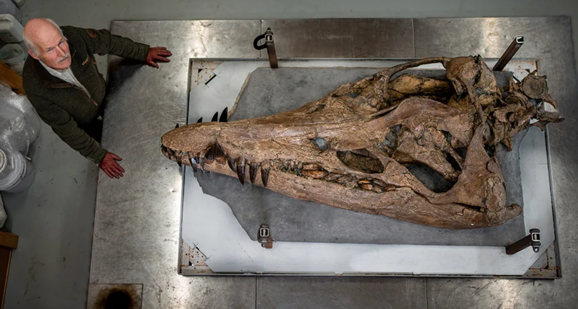 Steve Etches with Pliosaurus skull - Sputnik International, 1920, 10.12.2023