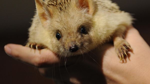A hedgehog  - Sputnik International