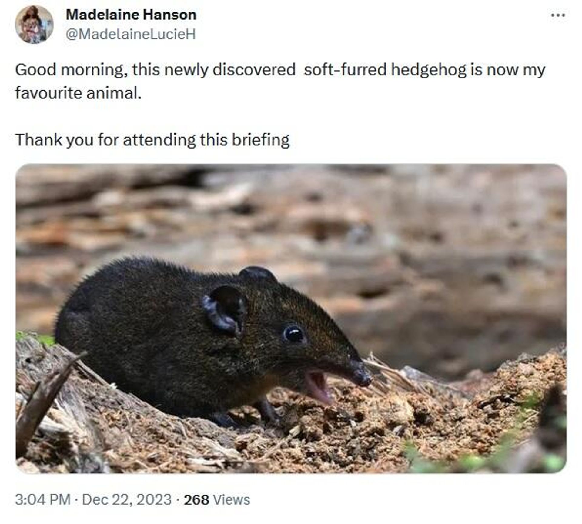 Scientists discover two new species of soft-furred hedgehogs - Sputnik International, 1920, 22.12.2023