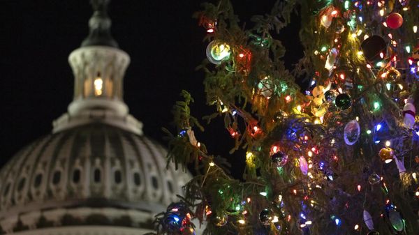 The U.S. Capitol Christmas Tree is seen after a lighting ceremony on the West Front of the Capitol, Tuesday, Nov. 28, 2023 in Washington.  - Sputnik International