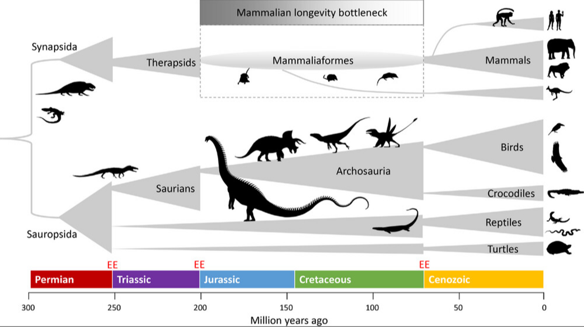Evolution of Mammals and the Longevity Bottleneck Hypothesis.  - Sputnik International, 1920, 08.01.2024