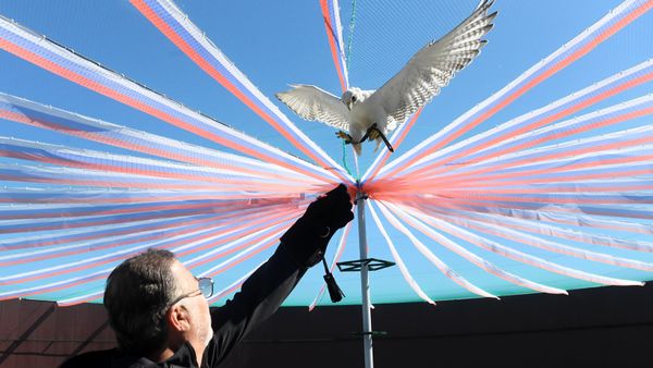 Kamchatka Falcon Centre - Sputnik International