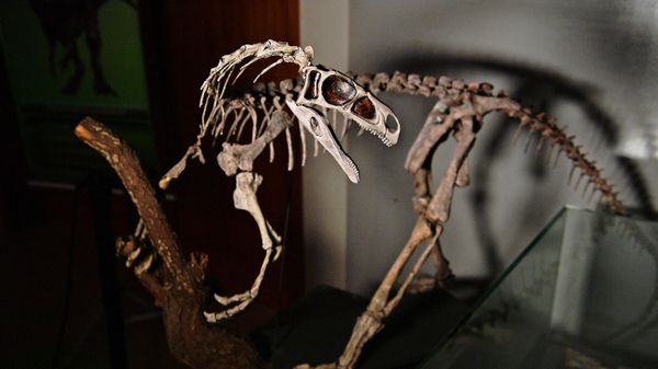 A fossilised skeleton of a 233 million year old Bagualosaurus Agudoensis dinosaur is seen at CAPPA, a Brazilian research support centre for paleontology in Sao Joao do Polesine, Brazil, on December 2, 2019 - Sputnik International