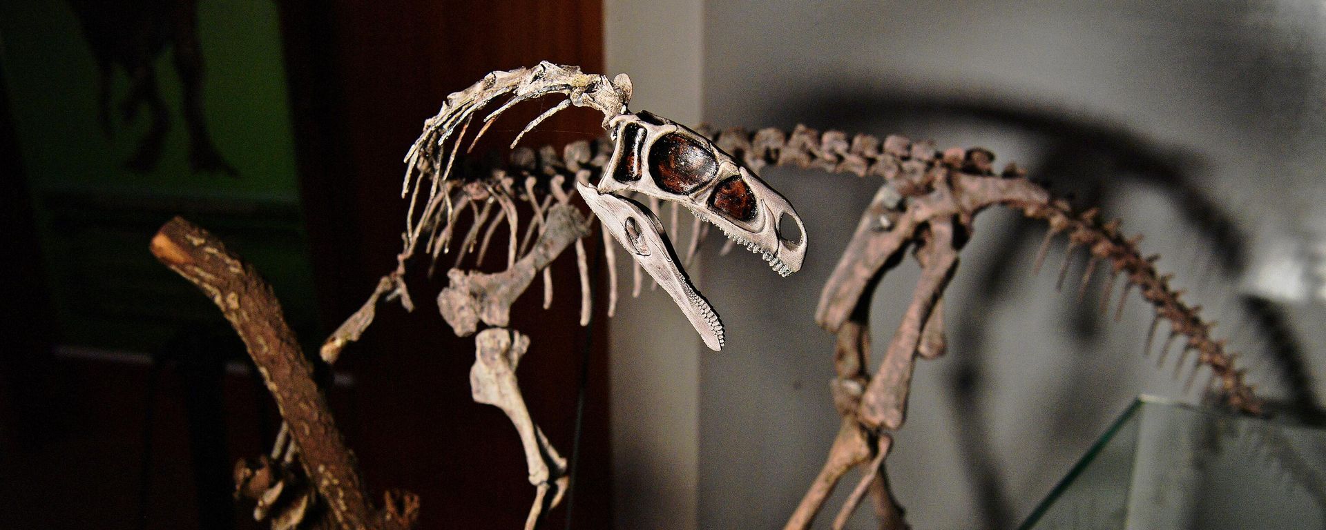 A fossilised skeleton of a 233 million year old Bagualosaurus Agudoensis dinosaur is seen at CAPPA, a Brazilian research support centre for paleontology in Sao Joao do Polesine, Brazil, on December 2, 2019 A fossilised skeleton of a 233 million year old Bagualosaurus Agudoensis dinosaur is seen at CAPPA, a Brazilian research support centre for paleontology in Sao Joao do Polesine, Brazil, on December 2, 2019 - Sputnik International, 1920, 26.01.2024
