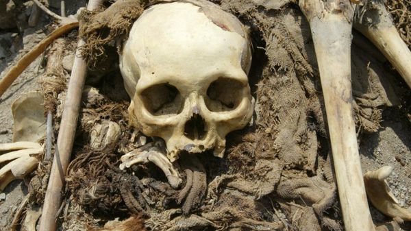 Remains of one of the 26 mummies found this week by archeologists conducting a rescue dig ahead of planned highway construction on the outskirts of Lima, Peru, on Friday, March 5, 2004 - Sputnik International