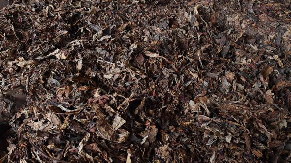 Tobacco - Sputnik International