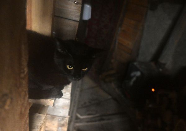 A black cat in a dugout of the 2nd Army Corps of the Yug battlegroup of troops.  - Sputnik International