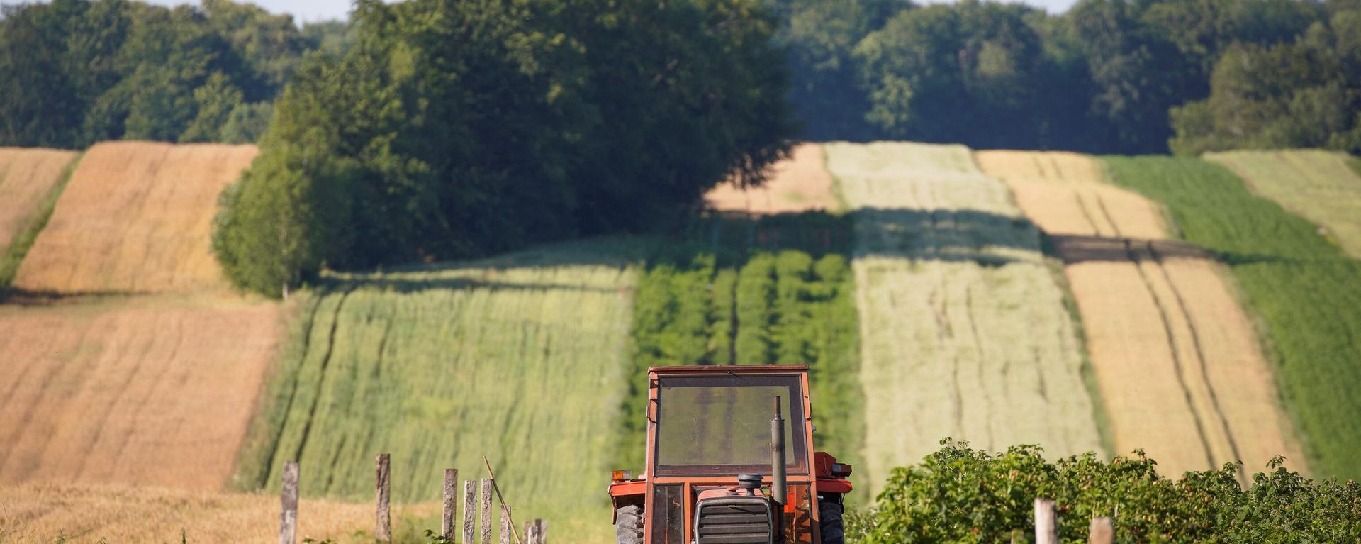 A farmer drives his tractor at a raspberry farm on July 6, 2020 in Godziszow, Poland. A farmer drives his tractor at a raspberry farm on July 6, 2020 in Godziszow, Poland. - Sputnik International, 1920, 17.02.2024