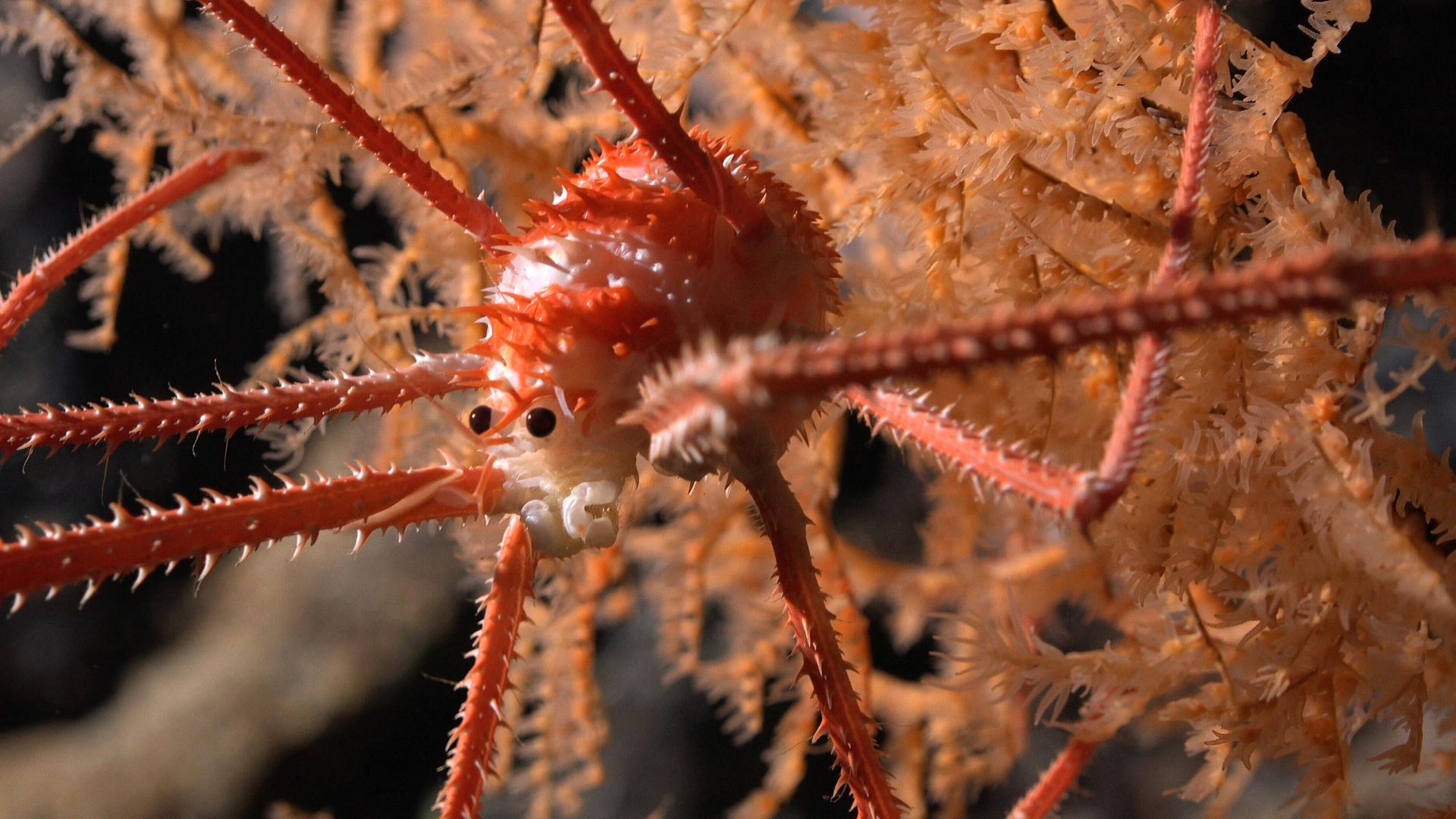 A squat lobster documented in coral at a depth of 669 meters on Seamount JF2. An international group of scientists aboard a recent Schmidt Ocean Institute expedition believe they have discovered more than 100 new species living on seamounts off the coast of Chile, including deep-sea corals, glass sponges, sea urchins, amphipods, and squat lobsters. A squat lobster documented in coral at a depth of 669 meters on Seamount JF2. An international group of scientists aboard a recent Schmidt Ocean Institute expedition believe they have discovered more than 100 new species living on seamounts off the coast of Chile, including deep-sea corals, glass sponges, sea urchins, amphipods, and squat lobsters. - Sputnik International, 1920, 25.02.2024