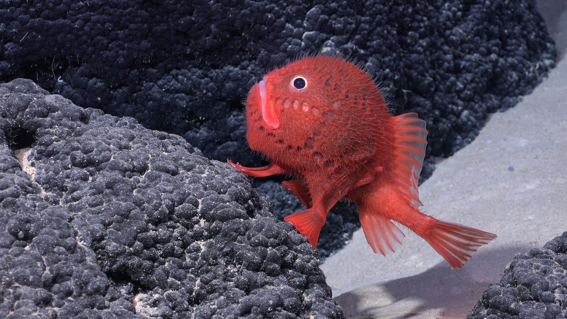 A Chaunacops (a genus of bony fish in the sea toad family Chaunacidae) is seen at a depth of 1388.65 meters on Seamount SF2 inside the Nazca-Desventuradas Marine Park. A Chaunacops (a genus of bony fish in the sea toad family Chaunacidae) is seen at a depth of 1388.65 meters on Seamount SF2 inside the Nazca-Desventuradas Marine Park. - Sputnik International, 1920, 25.02.2024