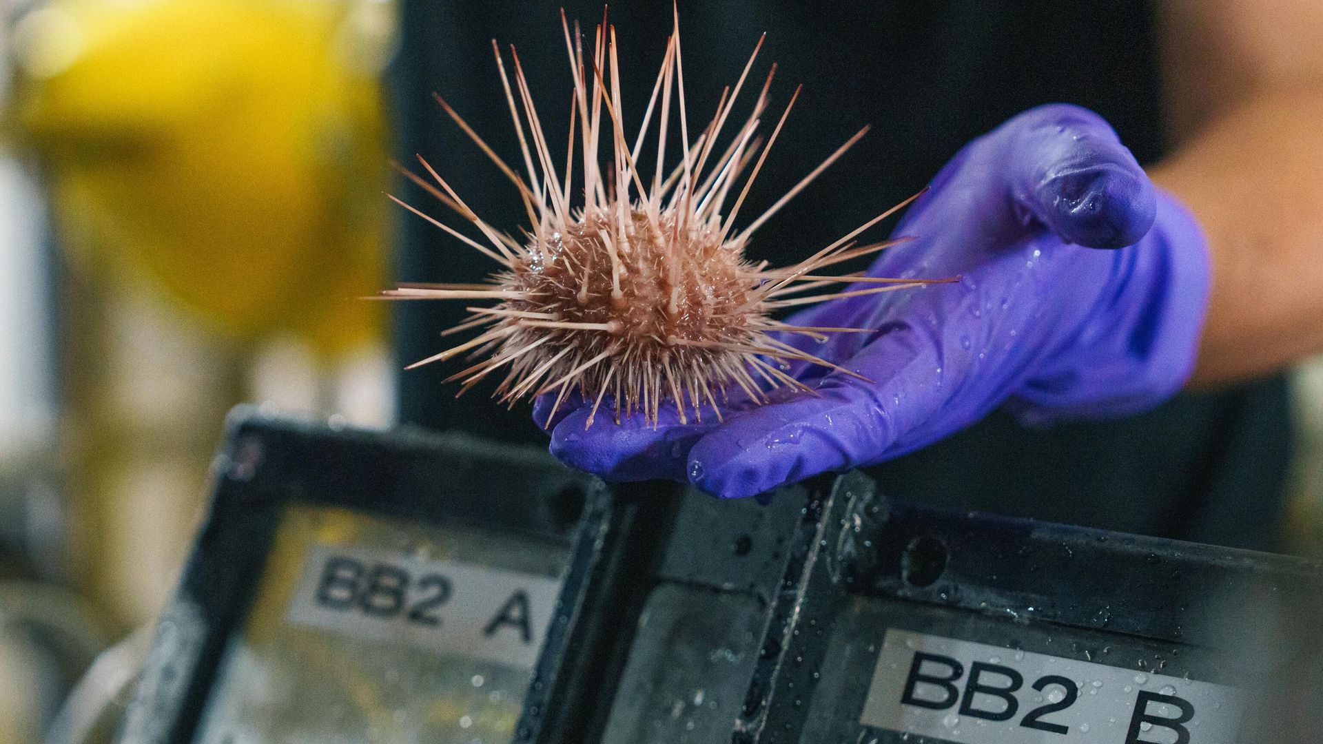 An urchin retrieved as a sample by ROV SuBastian is handled by a researcher before being taken to the laboratory on Research Vessel Falkor (too) for cataloging and analysis. An urchin retrieved as a sample by ROV SuBastian is handled by a researcher before being taken to the laboratory on Research Vessel Falkor (too) for cataloging and analysis. - Sputnik International, 1920, 25.02.2024
