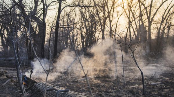 Charred tree trunks after wildfire went through a park burned by the Smokehouse Creek Fire, Wednesday, Feb. 28, 2024, in Canadian, Texas - Sputnik International