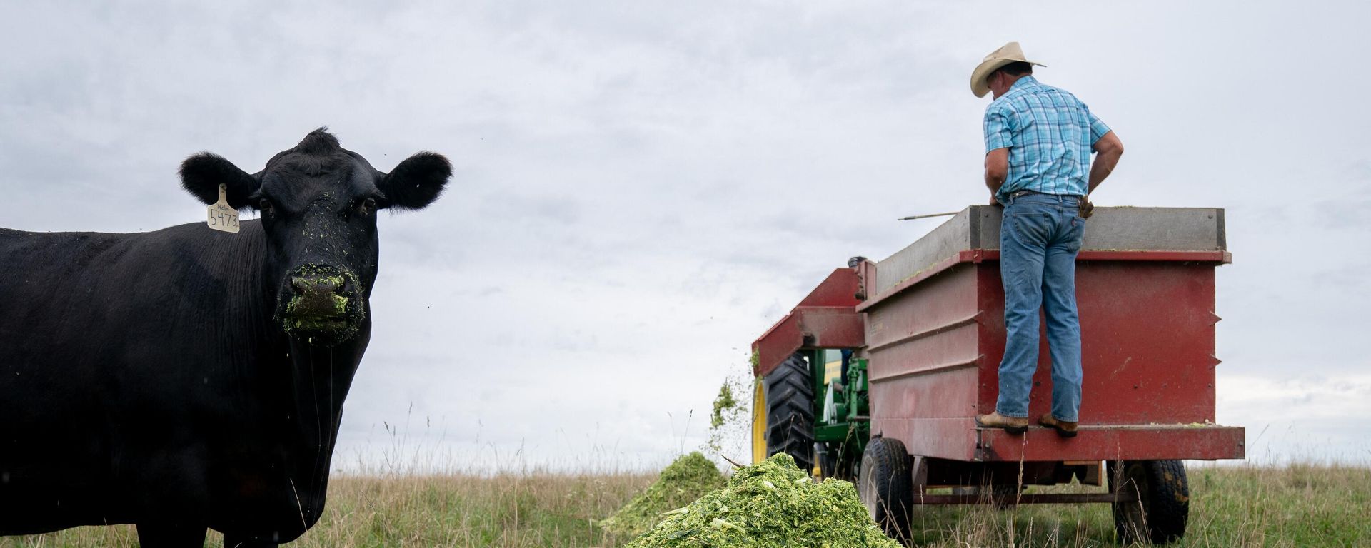 A pure-bred Angus cow eats chopped up corn stalks, silage, at Double G Angus Farms in Tiffin, Iowa, on August 13, 2023.  - Sputnik International, 1920, 03.03.2024