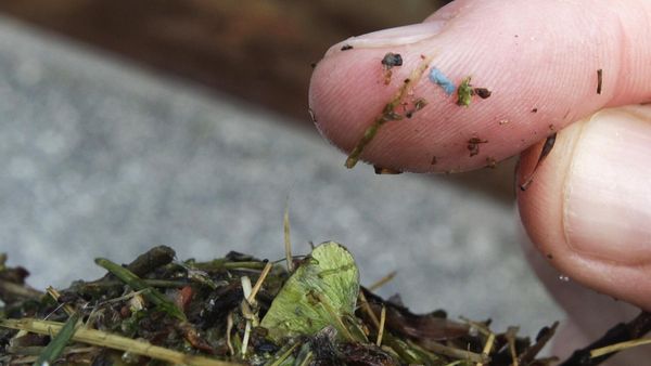 This May 19, 2010, file photo shows a blue rectangular piece of microplastic on the finger of a researcher with the University of Washington-Tacoma environmental science program, after it was found in debris collected from the Thea Foss Waterway, in Tacoma, Wash. Tiny bits of broken-down plastic smaller than a fraction of a grain of rice are turning up everywhere in oceans, from the water to the guts of fish and the poop of sea otters and giant killer whales. Yet little is known about the effects of these microplastics - on sea creatures or humans.  - Sputnik International