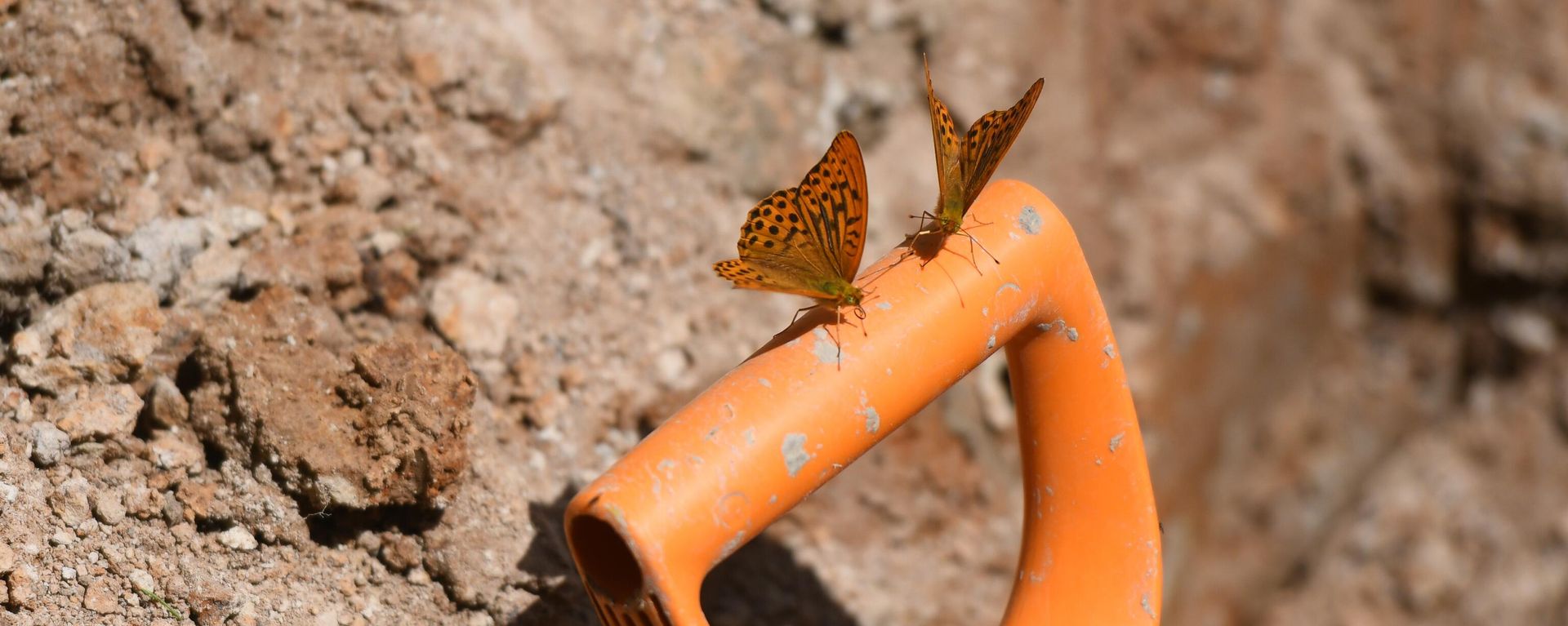 Silver-washed fritillaries sit on a shovel's handle at the site of the discovery of a mass grave  - Sputnik International, 1920, 10.03.2024