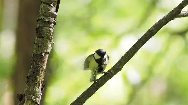 Japanese tit gestures to mates by fluttering their wings  - Sputnik International