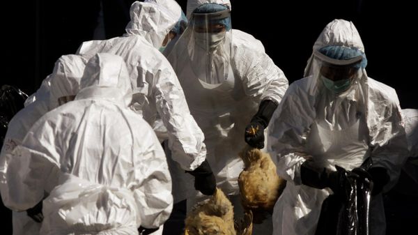 Health workers slaughter all the chickens at the wholesale poultry market in Hong Kong Wednesday, Dec. 10, 2008 - Sputnik International
