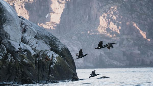 Birds fly over Kildin Island in the Barents Sea in Murmansk region - Sputnik International