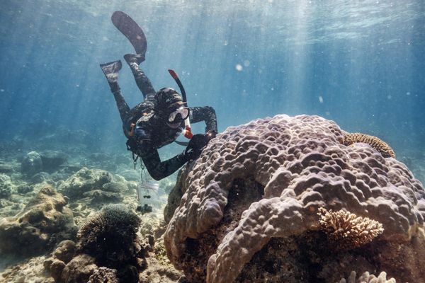 SymbiosisMy Planet, seriesGiacomo d&#x27;Orlando / Italy - Sputnik International