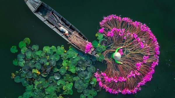 Lily flowers - Sputnik International