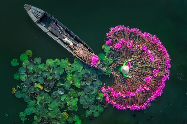 Lily flowersAung Chan Thar/ Burma - Sputnik International