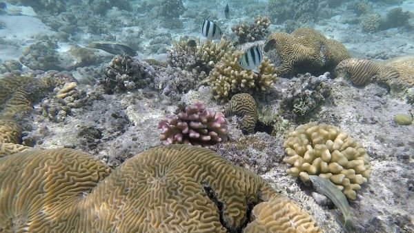 In this, March 7, 2018 frame grab from video, fish swim on a virgin coral reef near a sandy island in the Red Sea near King Abdullah Economic City, Saudi Arabia - Sputnik International