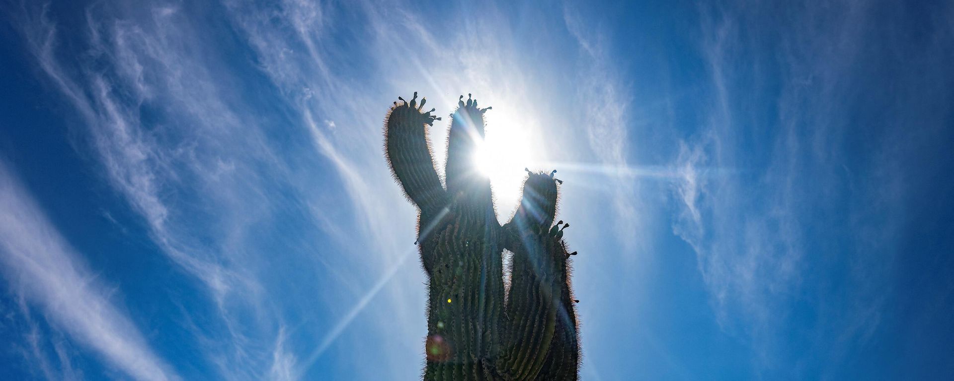 The sun shines through a saguaro cactus in Phoenix, Arizona, on June 7, 2024 - Sputnik International, 1920, 07.07.2024