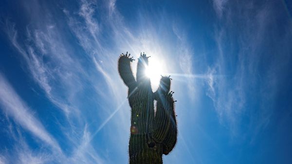 The sun shines through a saguaro cactus in Phoenix, Arizona, on June 7, 2024 - Sputnik International
