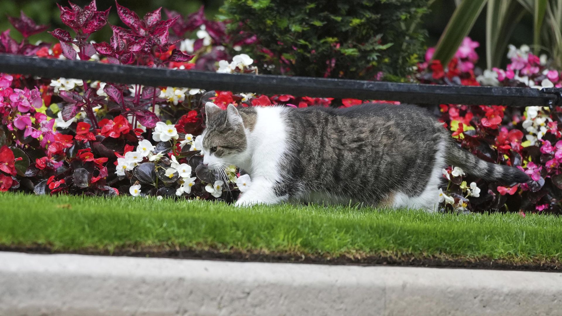 Chief Mouser Larry the cat walks around the flower beds in Downing Street in London - Sputnik International, 1920, 07.07.2024