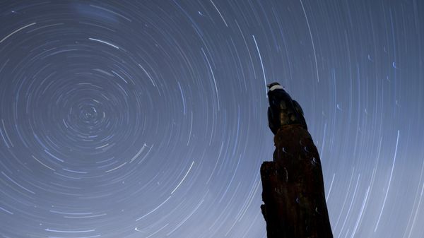 A wooden statue of a condor stands under the stars at the entrance of the base of the Andean Condor Conservation Program in Sierra Paileman in the Rio Negro province of Argentina, Thursday, Oct. 13, 2022 - Sputnik International