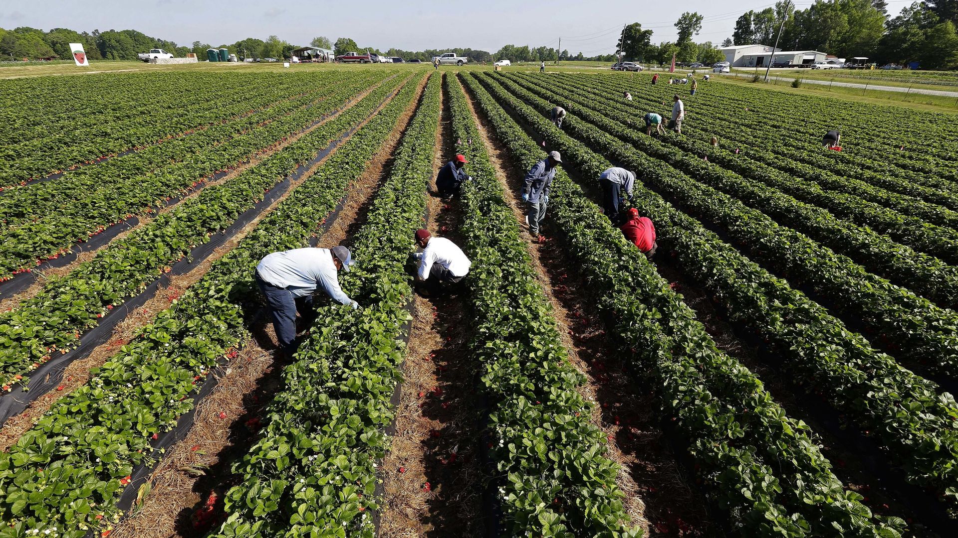Farm workers and members of the public pick strawberries at McAdams Farm in Efland, N.C. File photo. Farm workers and members of the public pick strawberries at McAdams Farm in Efland, N.C. File photo. - Sputnik International, 1920, 27.01.2025