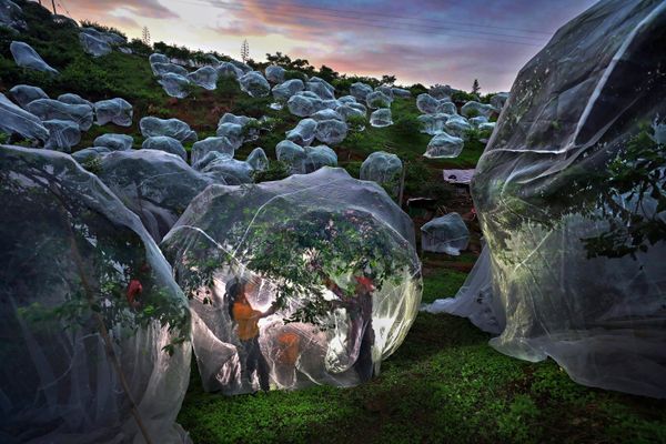 Fruit trees growing in tents by Mengdan Zhu from China - Sputnik International
