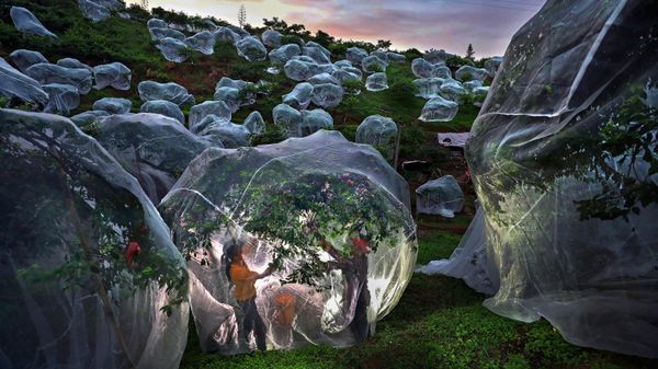 Fruit trees growing in tents by Mengdan Zhu from China - Sputnik International