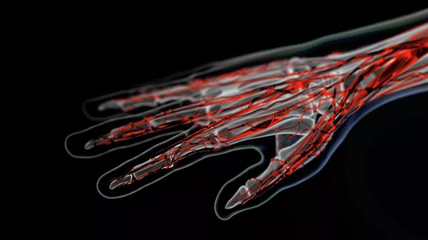 Veins on the arm - Sputnik International