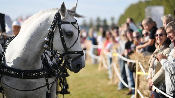 Participants of the equestrian show program Russian troika. Flight through the Ages at the Moskino Film Park in Moscow.  - Sputnik International