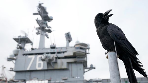 The crow is cawing near the U.S. Navy Aircraft carriers USS Ronald Reagan (CVN-76) at the U.S. Navy's Yokosuka base Thursday, May 16, 2024, in Yokosuka, south of Tokyo. The crow is cawing near the U.S. Navy Aircraft carriers USS Ronald Reagan (CVN-76) at the U.S. Navy's Yokosuka base Thursday, May 16, 2024, in Yokosuka, south of Tokyo. - Sputnik International