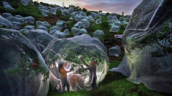 Fruit trees growing in tents - Sputnik International