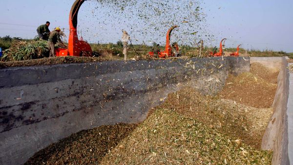 Chinese farmers shred corn stalks to feed milk cows at a farm in Yangjiazhai village, near Yuanshi, northern China's Hebei province - Sputnik International