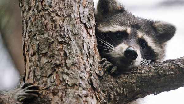 Wealthy Western nations, including the United States and Australia, are among the worst performers at conserving and protecting the range of animals living within their borders Wealthy Western nations, including the United States and Australia, are among the worst performers at conserving and protecting the range of animals living within their borders - Sputnik International