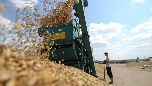 Russian agricultural workers will soon strengthen their positions in domestic market, and also strengthen their international competitive position - Sputnik International