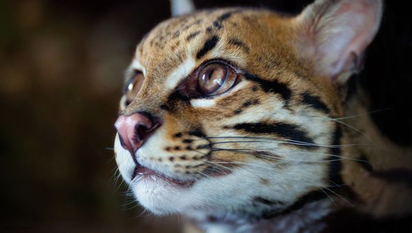 wild cat wild cat - Sputnik International