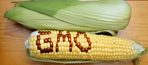 Genetically Modified Foods Genetically Modified Foods - Sputnik International