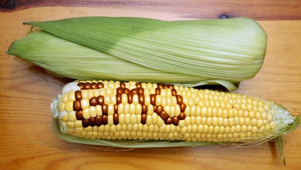 Genetically Modified Foods - Sputnik International