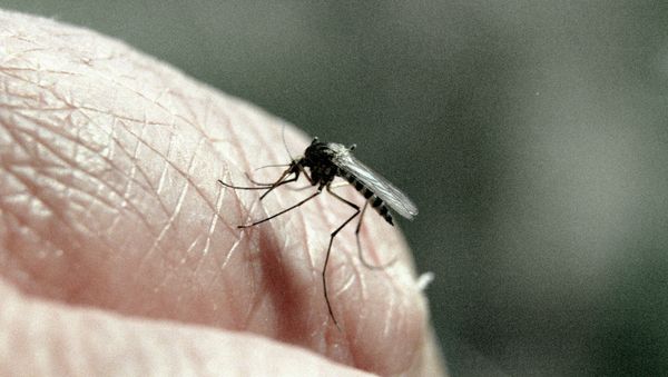 Malaria is caused by bites of infected mosquitoes - Sputnik International