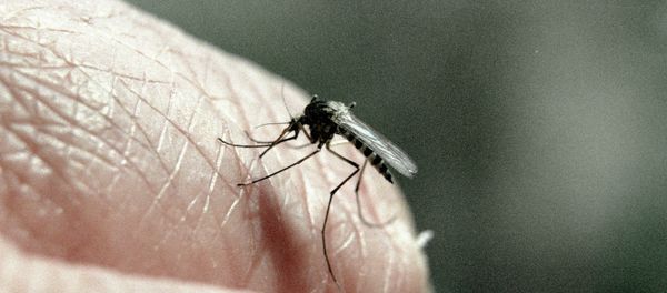 Mosquito Mosquito - Sputnik International