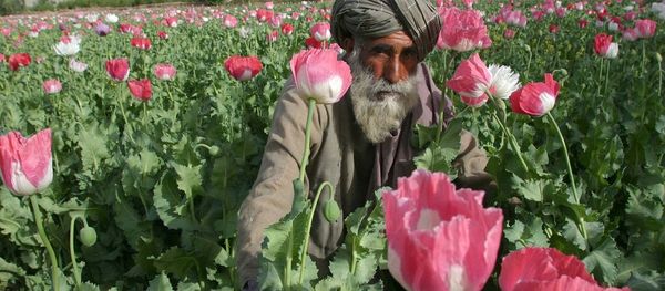 Opium, Afganistan Opium, Afganistan - Sputnik International