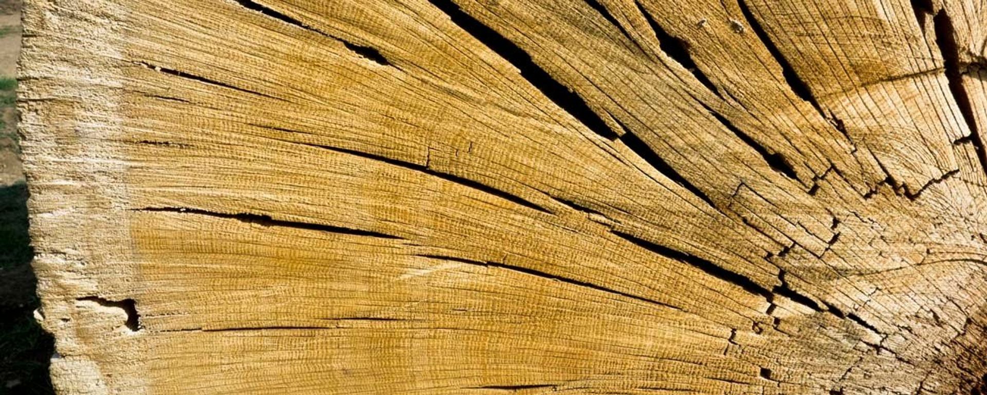 Oaks in California can live for up to 500 years and samples from dead logs can be used to extend the record back in time up to 700 years. Patterns of narrow and wide rings correspond to years of drought and wetness - Sputnik International, 1920, 10.10.2023