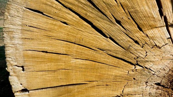 Oaks in California can live for up to 500 years and samples from dead logs can be used to extend the record back in time up to 700 years. Patterns of narrow and wide rings correspond to years of drought and wetness - Sputnik International