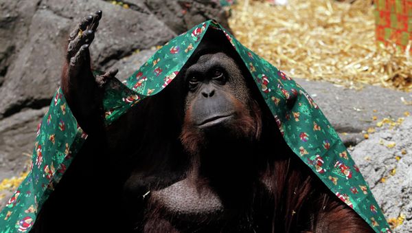 An orangutan named Sandra, covered with a blanket, gestures inside its cage at Buenos Aires' Zoo, in this December 8, 2010 file photo. An orangutan held in an Argentine zoo can be freed and transferred to a sanctuary after a court recognised the ape as a non-human person unlawfully deprived of its freedom, local media reported on Sunday. An orangutan named Sandra, covered with a blanket, gestures inside its cage at Buenos Aires' Zoo, in this December 8, 2010 file photo. An orangutan held in an Argentine zoo can be freed and transferred to a sanctuary after a court recognised the ape as a non-human person unlawfully deprived of its freedom, local media reported on Sunday. - Sputnik International