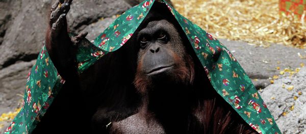 An orangutan named Sandra, covered with a blanket, gestures inside its cage at Buenos Aires' Zoo, in this December 8, 2010 file photo. An orangutan held in an Argentine zoo can be freed and transferred to a sanctuary after a court recognised the ape as a non-human person unlawfully deprived of its freedom, local media reported on Sunday. - Sputnik International